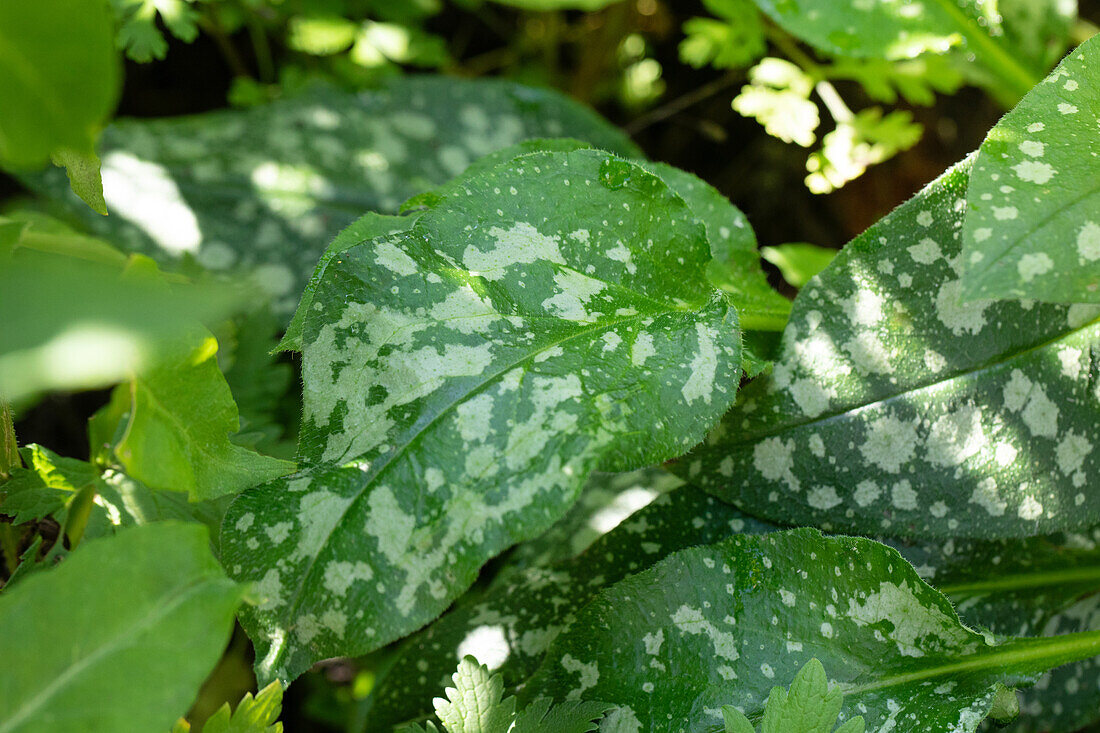 Pulmonaria