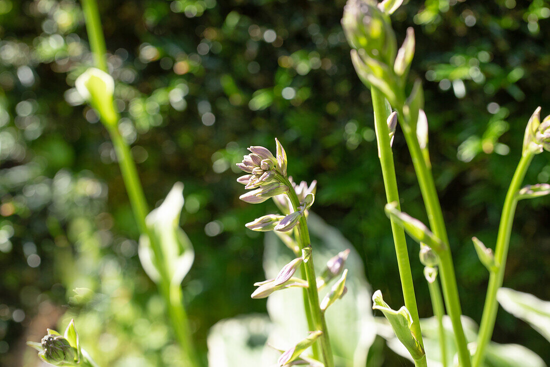 Hosta 