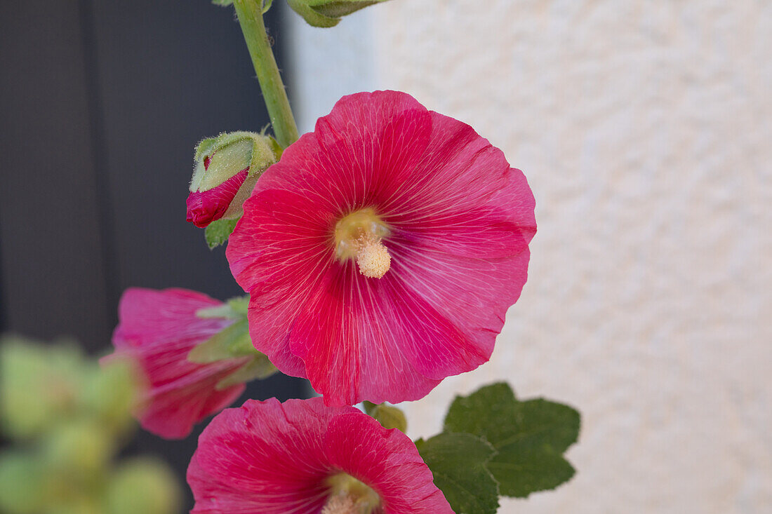 Alcea rosea, red