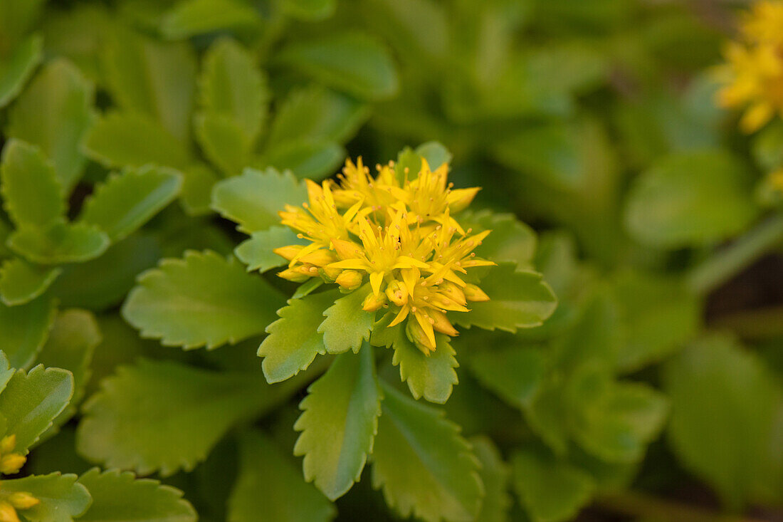 Sedum floriferum 'Weihenstephaner Gold'