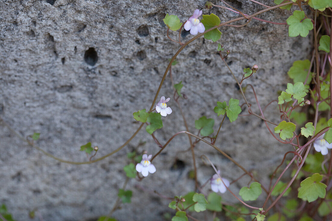 Cymbalaria muralis