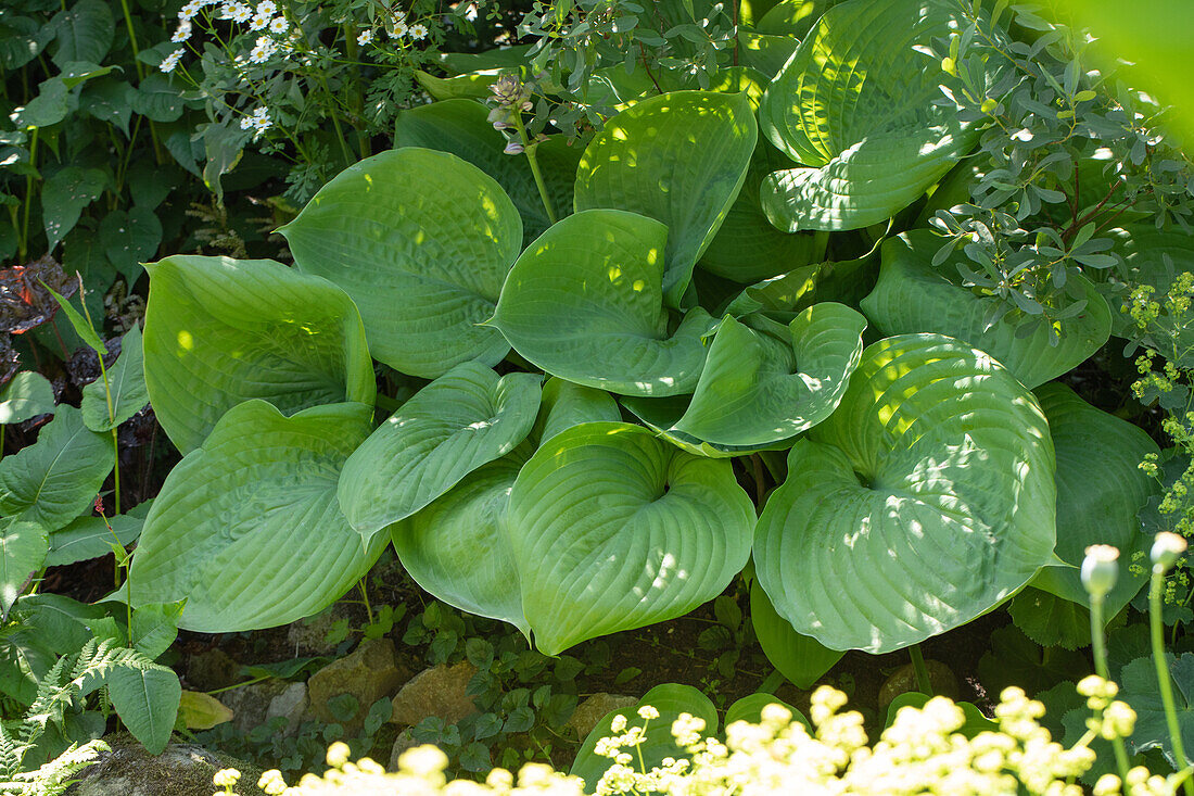 Hosta elata