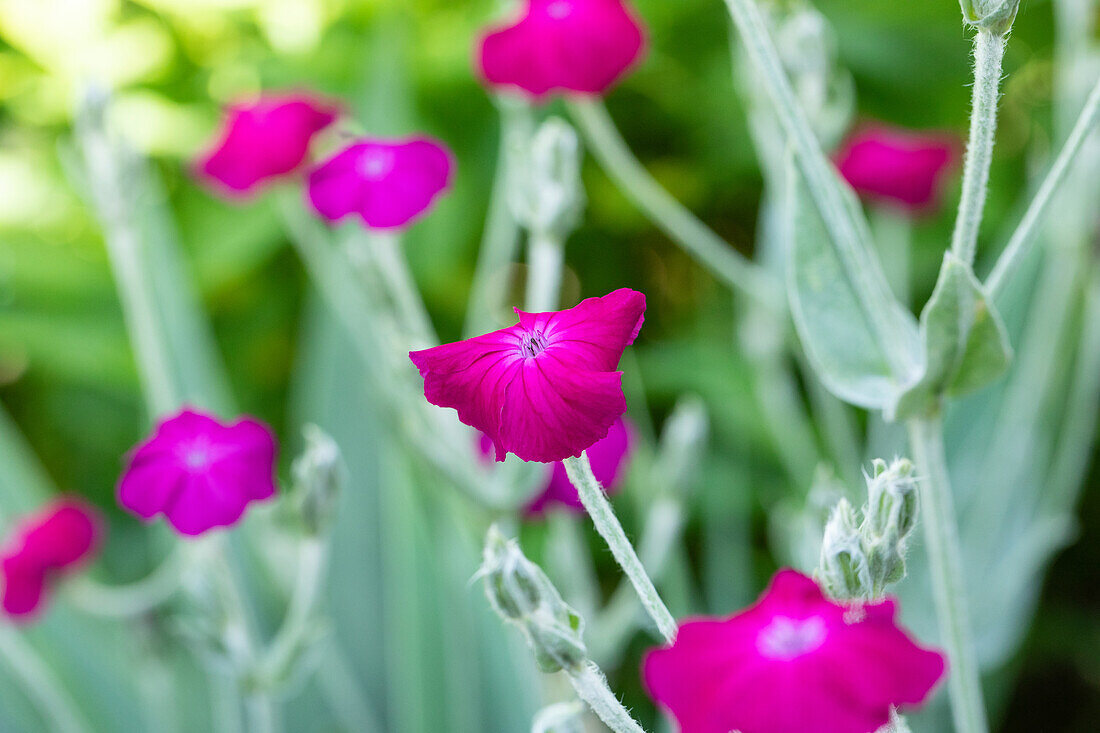 Lychnis coronaria