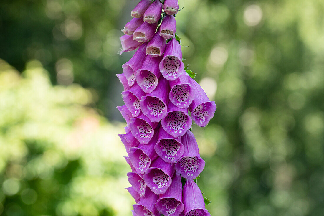 Digitalis purpurea, dark pink