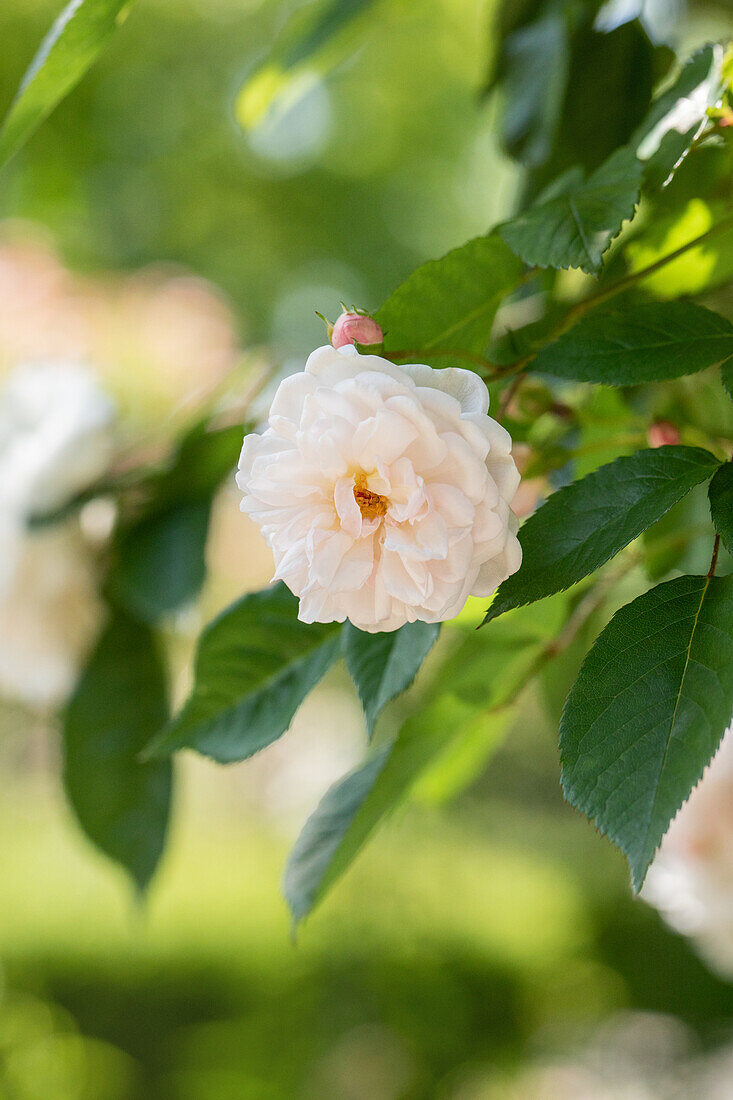 Rosa 'Penelope'