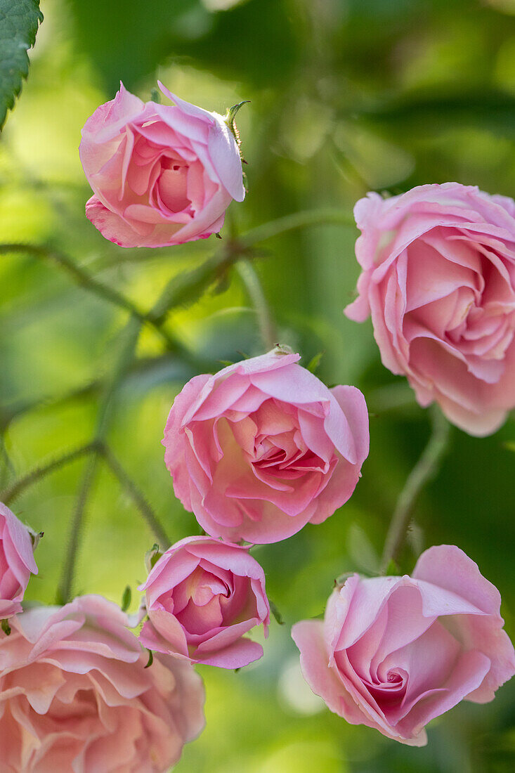 Rosa 'Mrs Eva Schubert'