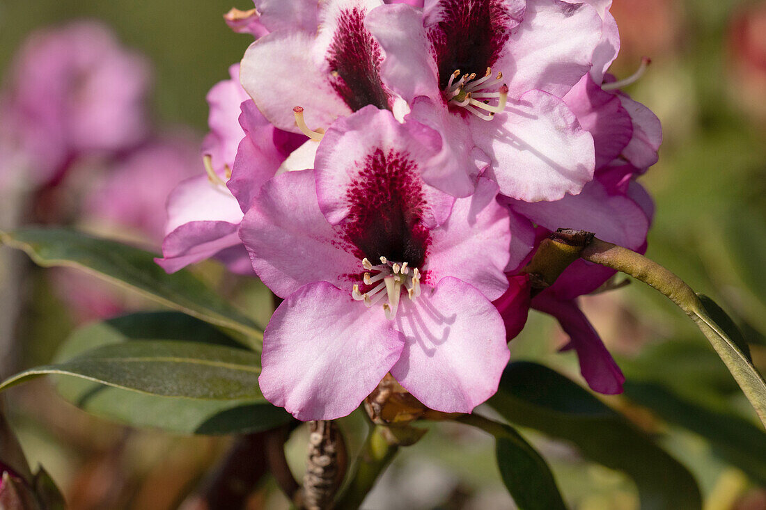 Rhododendron 'Pfauenauge'®