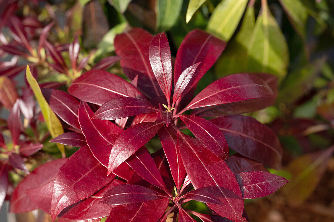 Pieris japonica 'Katsura'