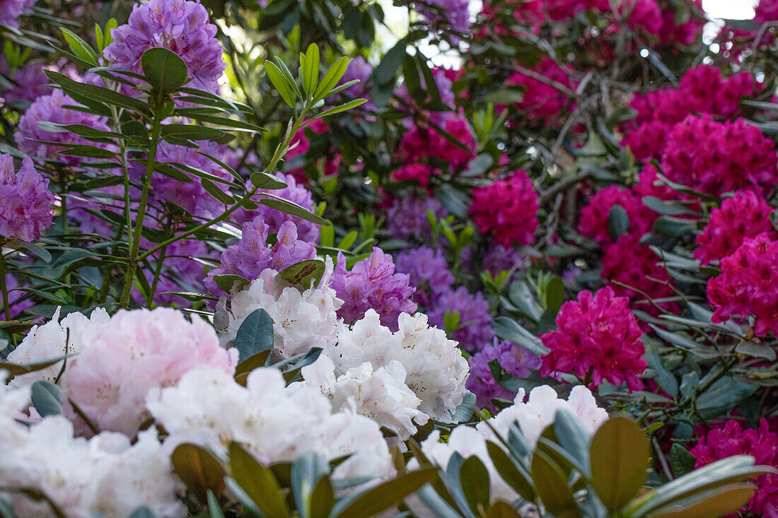 Rhododendron yakushimanum