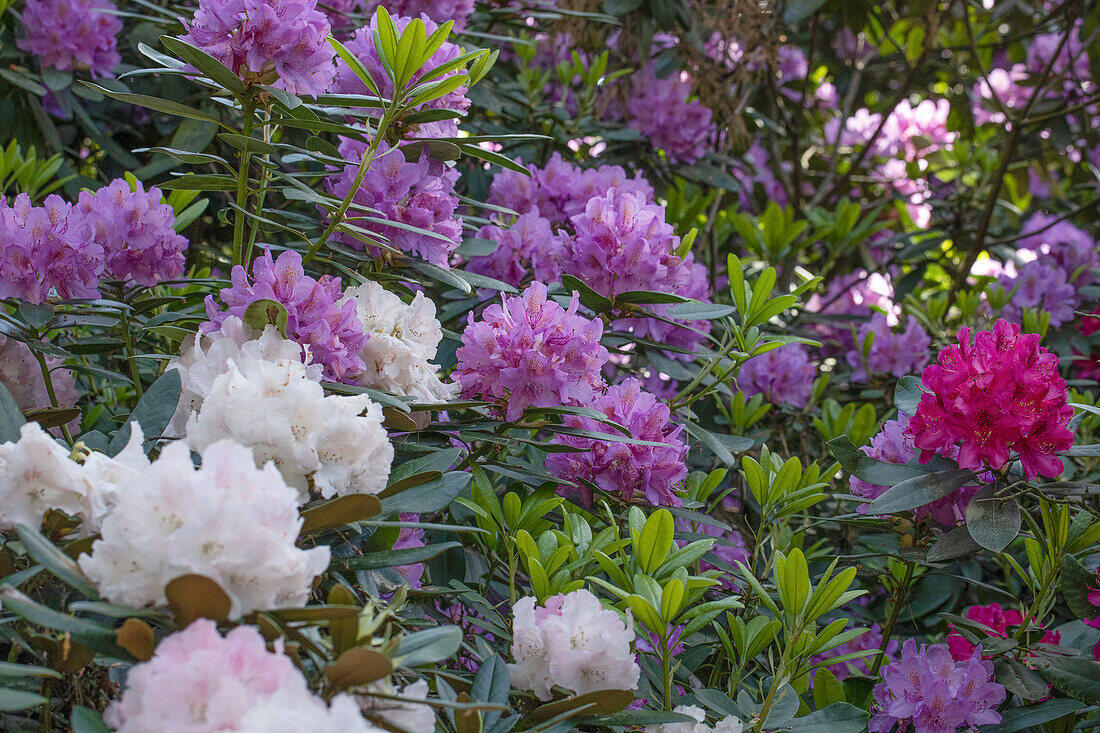 Rhododendron Hybride (großblumig)