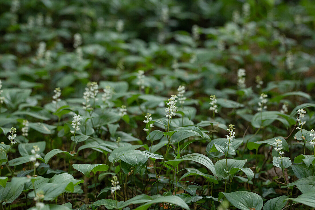 Maianthemum bifolium