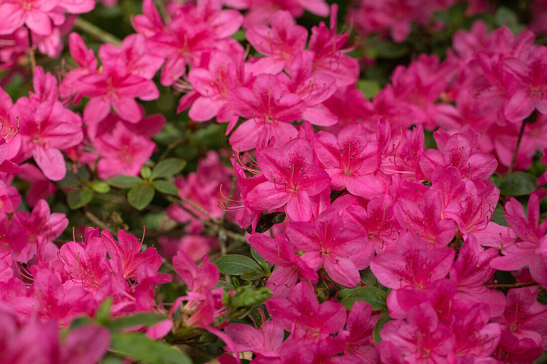 Rhododendron obtusum, pink