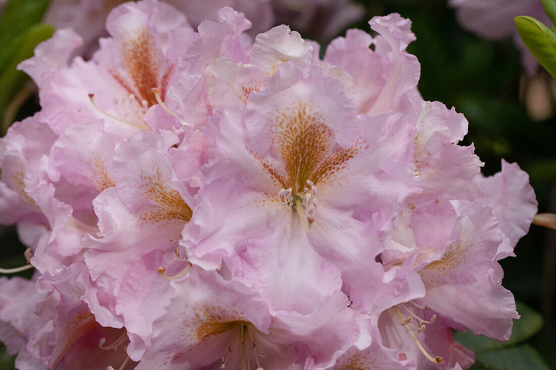 Rhododendron, pink