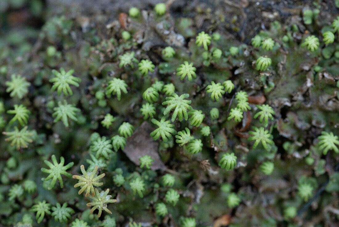 Liverwort