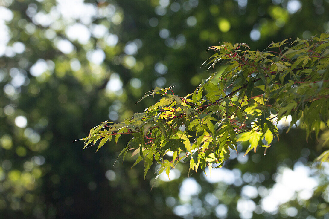 Japanese Acer