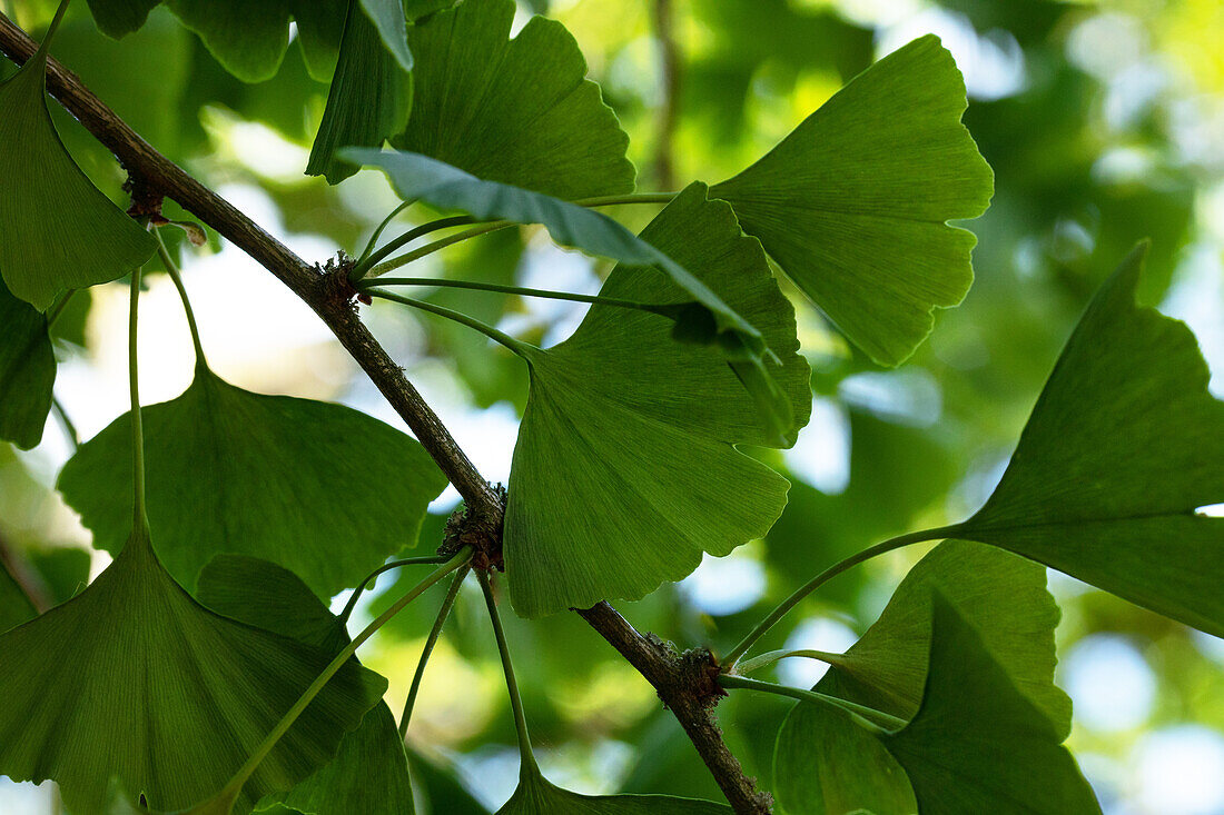 Ginkgo biloba