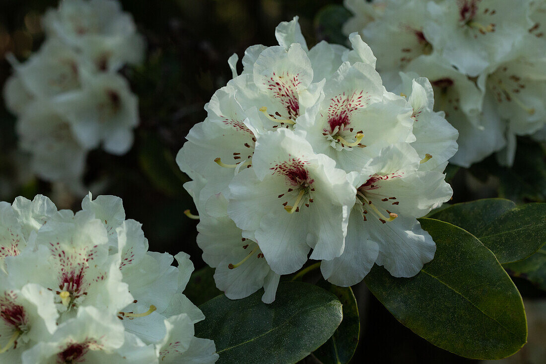 Rhododendron 'Breslau'