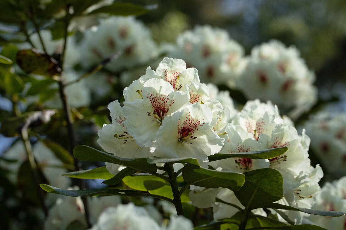 Rhododendron 'Breslau'