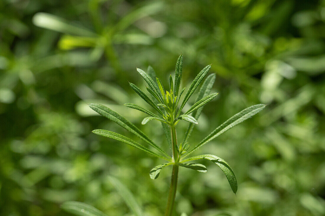 Galium verum