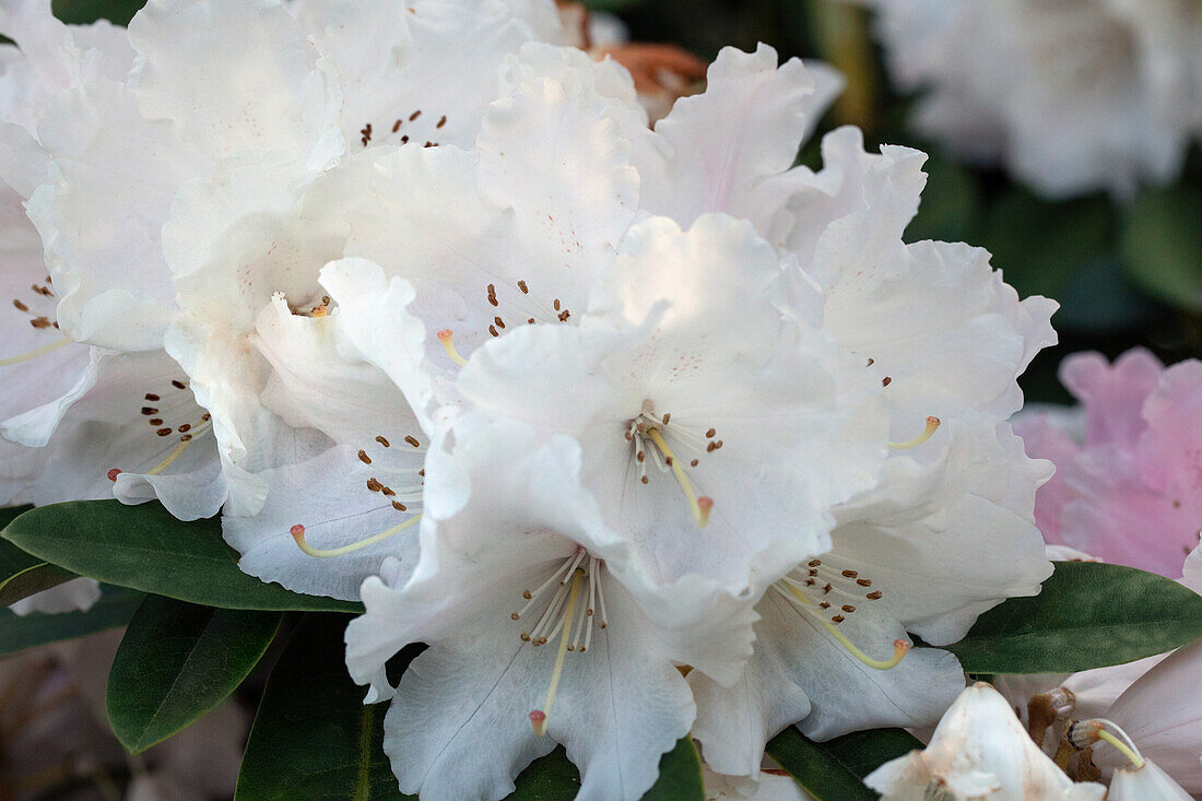 Rhododendron, weiß