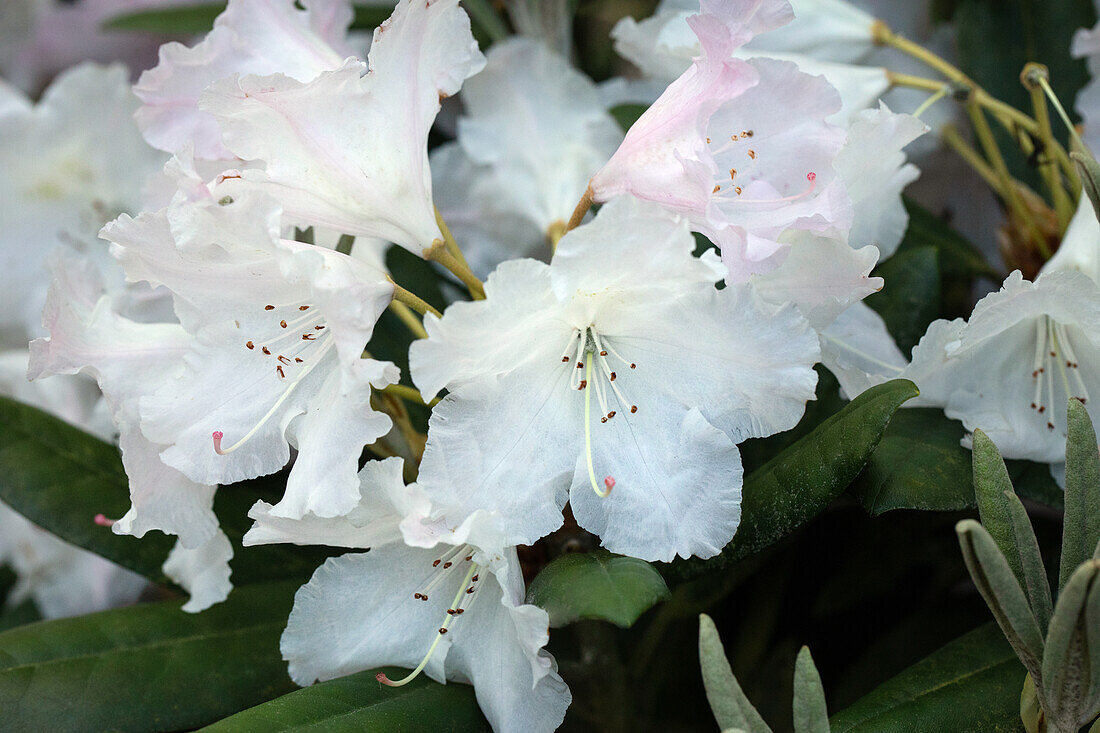 Rhododendron yakushimanum 'Hoarfrost'