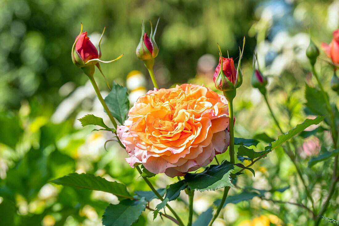 Shrub rose, orange-yellow