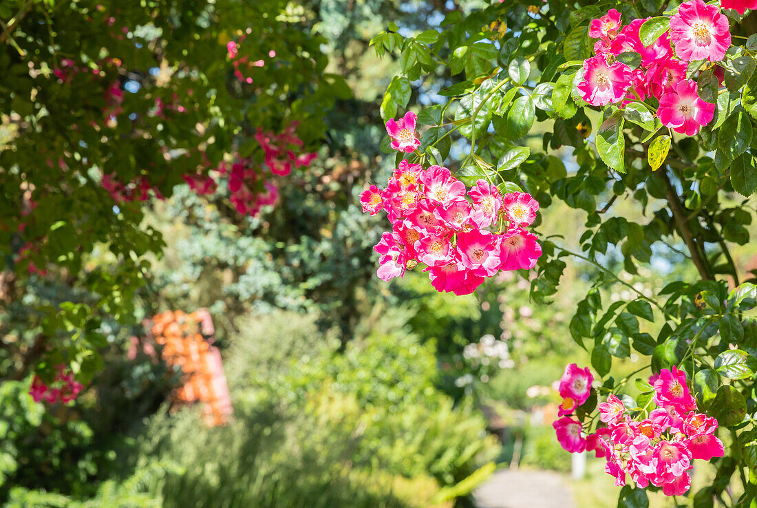 Climbing rose, pink