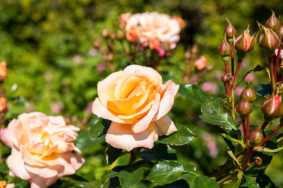 Bedding rose, apricot