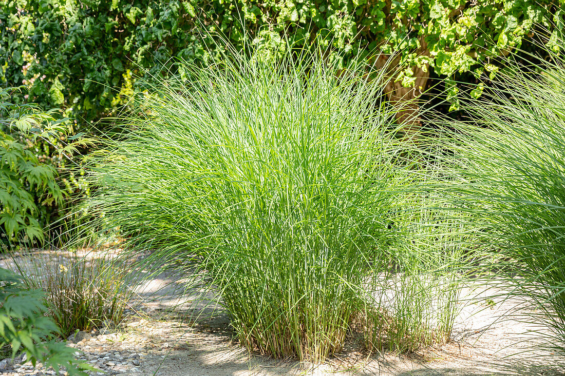 Cortaderia selloana