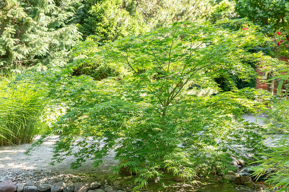 Acer palmatum