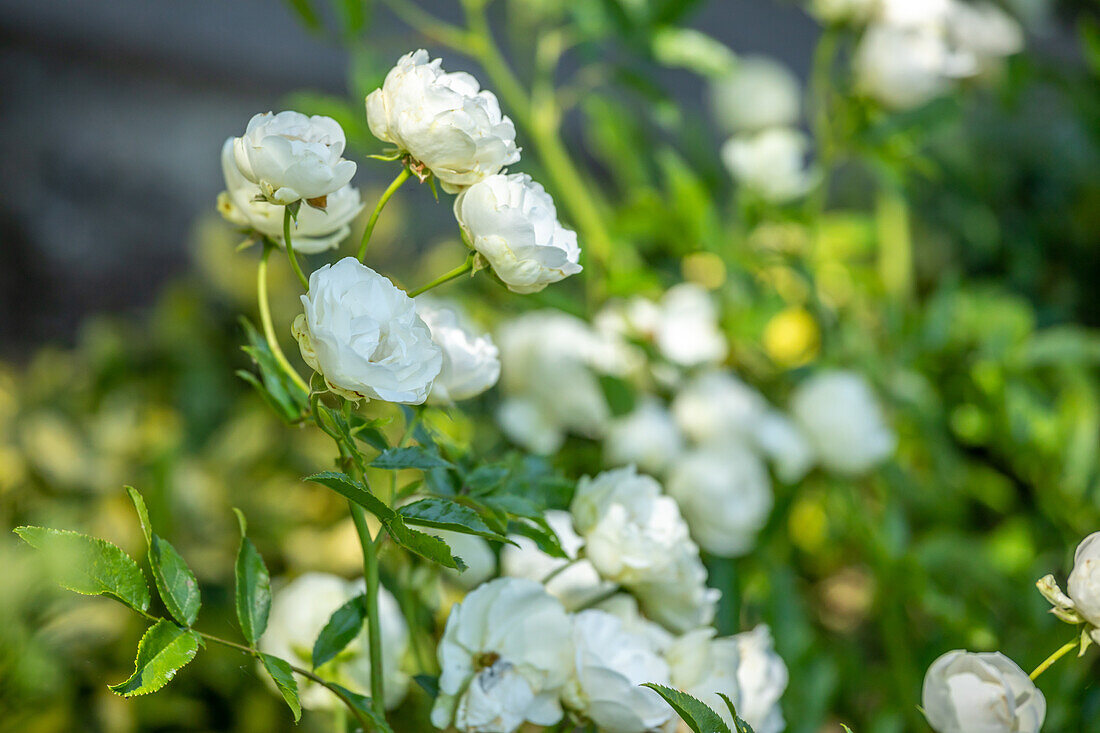 Rosa multiflora 'Sneprincesse'