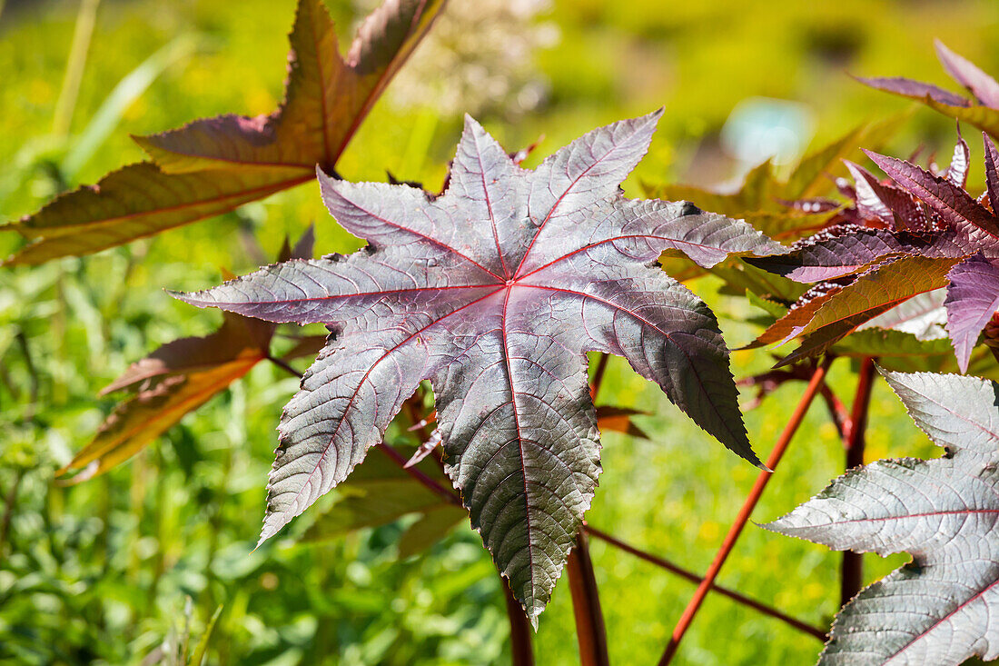 Ricinus communis