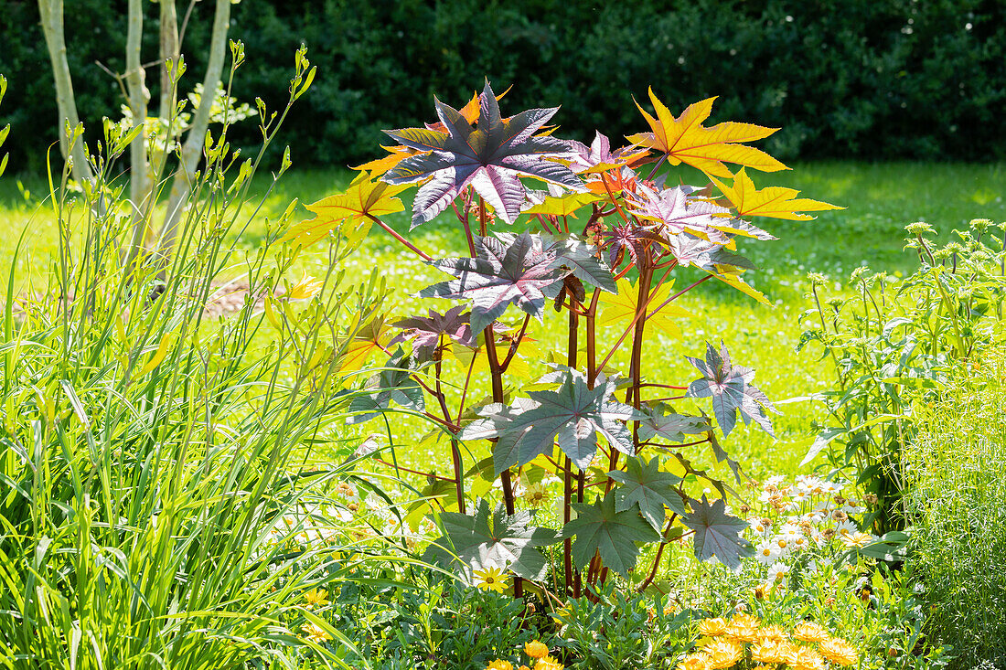 Ricinus communis