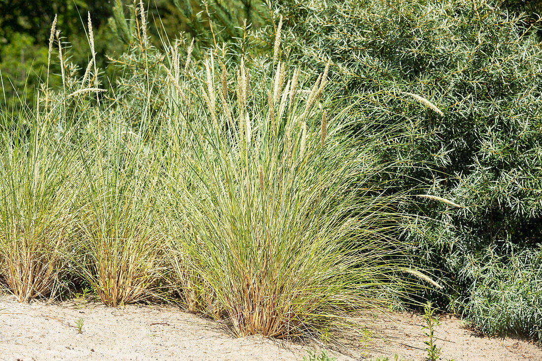 Ammophila arenaria