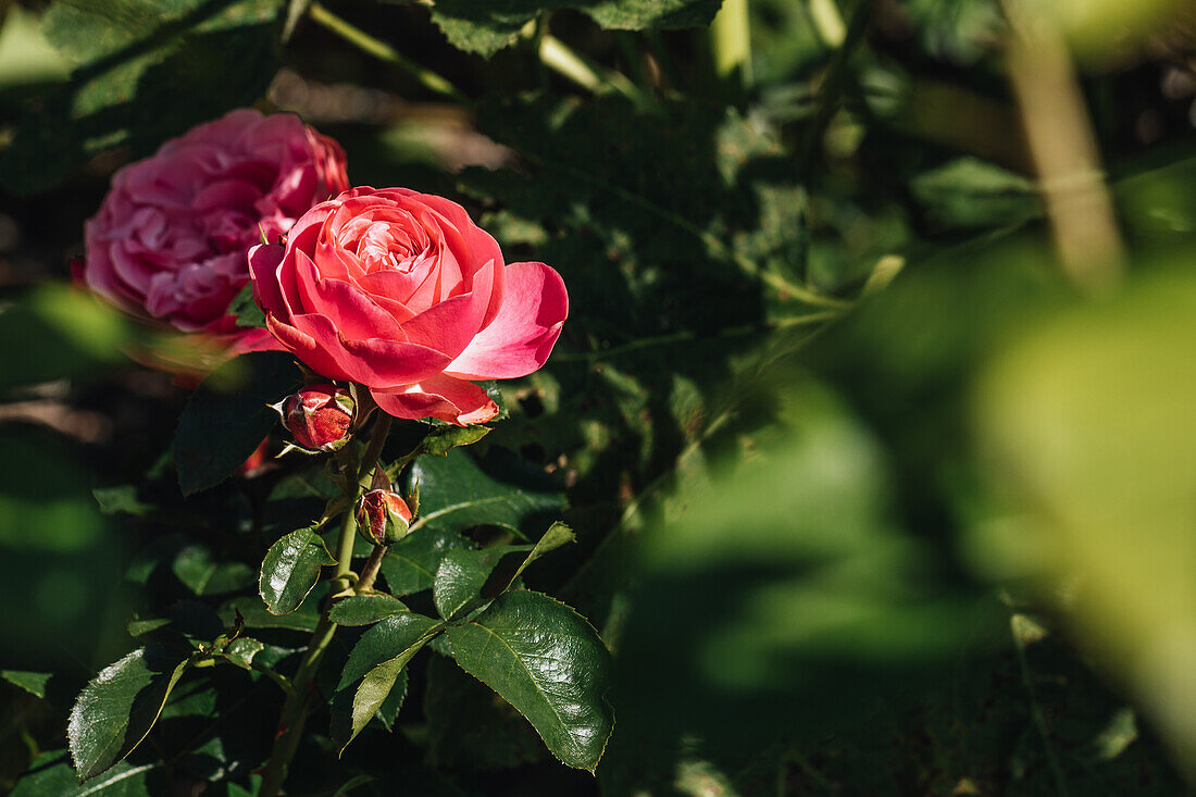 Beetrose, rosa