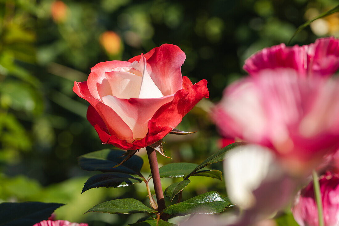 Rosa 'Nostalgie'