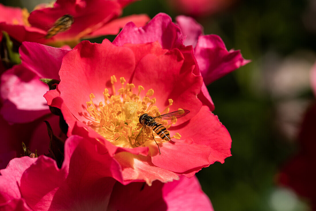 Shrub rose, red