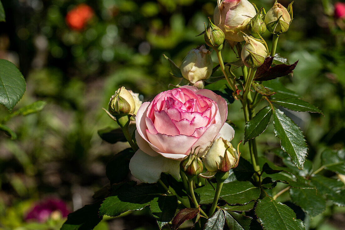 Rosa 'Paul Ricard'