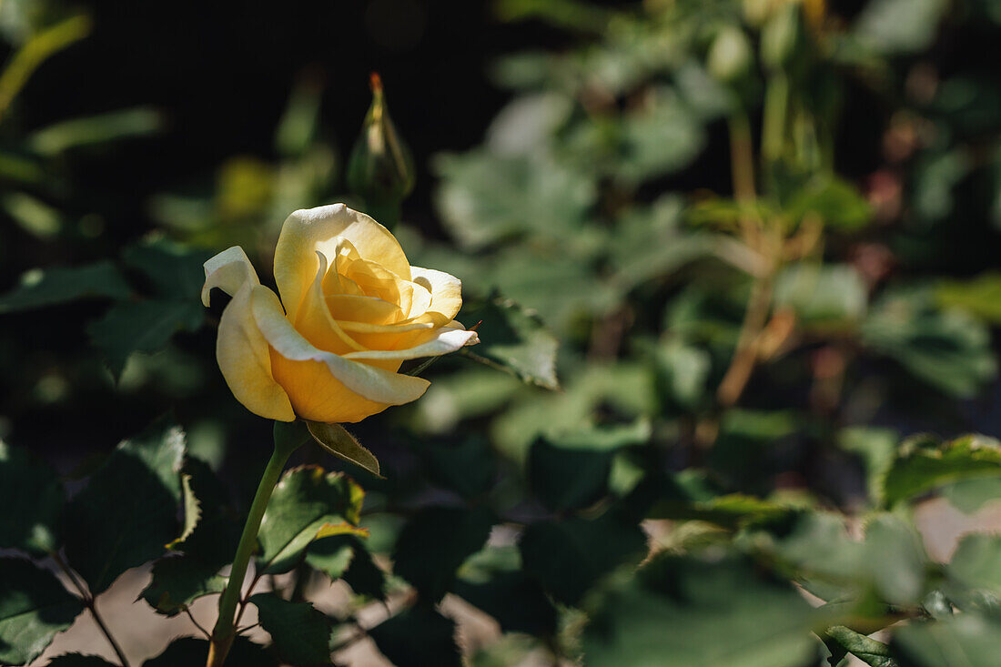 Rosa 'Sterntaler'