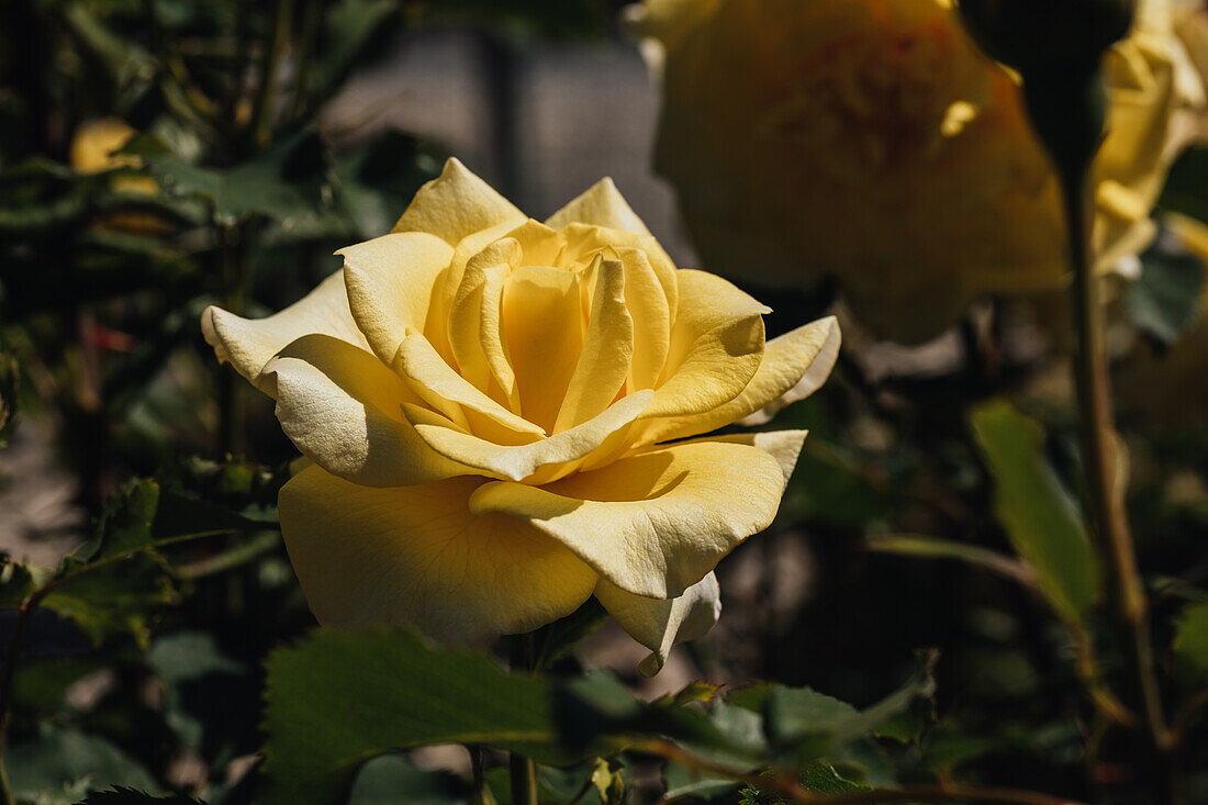 Rosa 'Sterntaler'