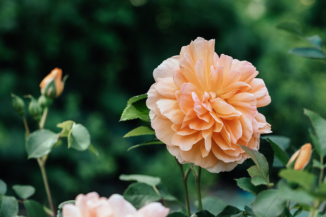 Strauchrose, apricot