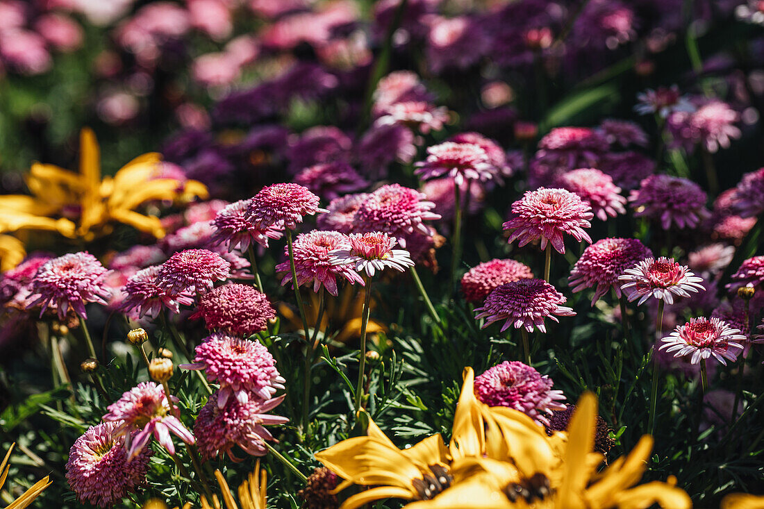  Astrantia major