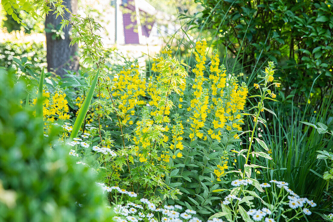 Lysimachia punctata