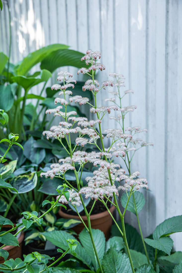 Rodgersia aesculifolia