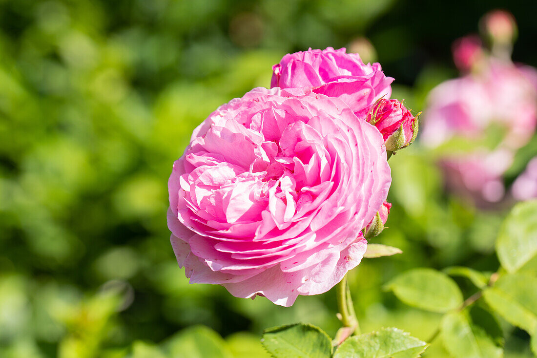 Shrub rose, pink