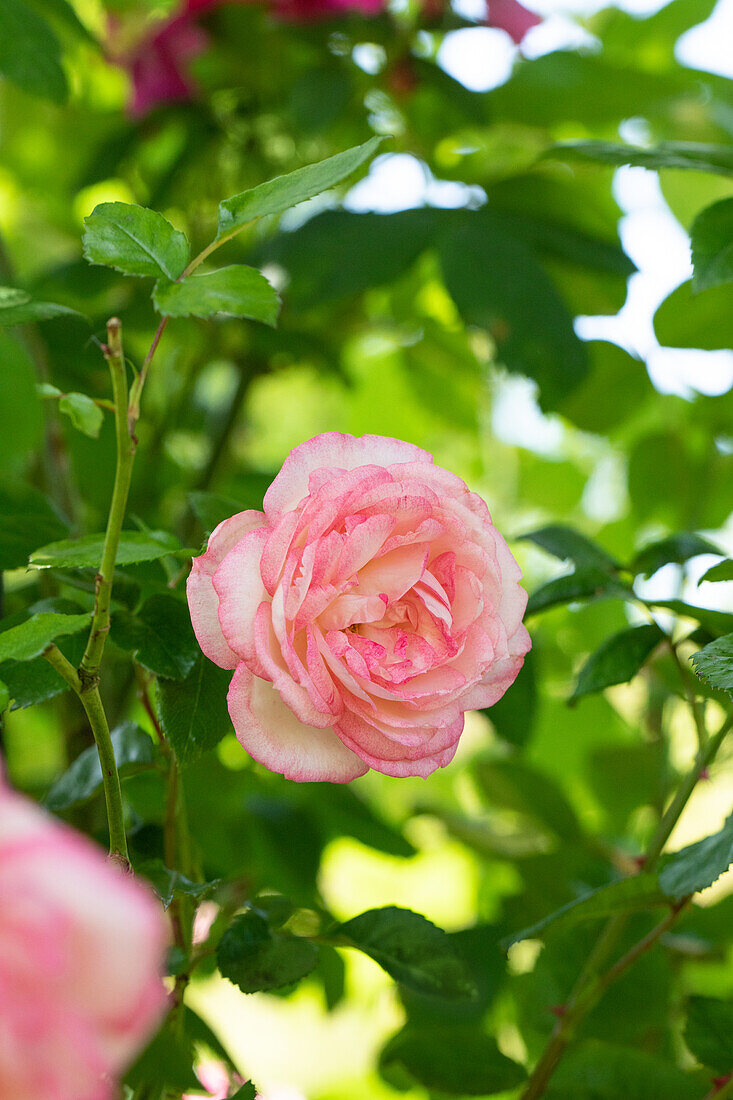 Rosa 'Harlekin'