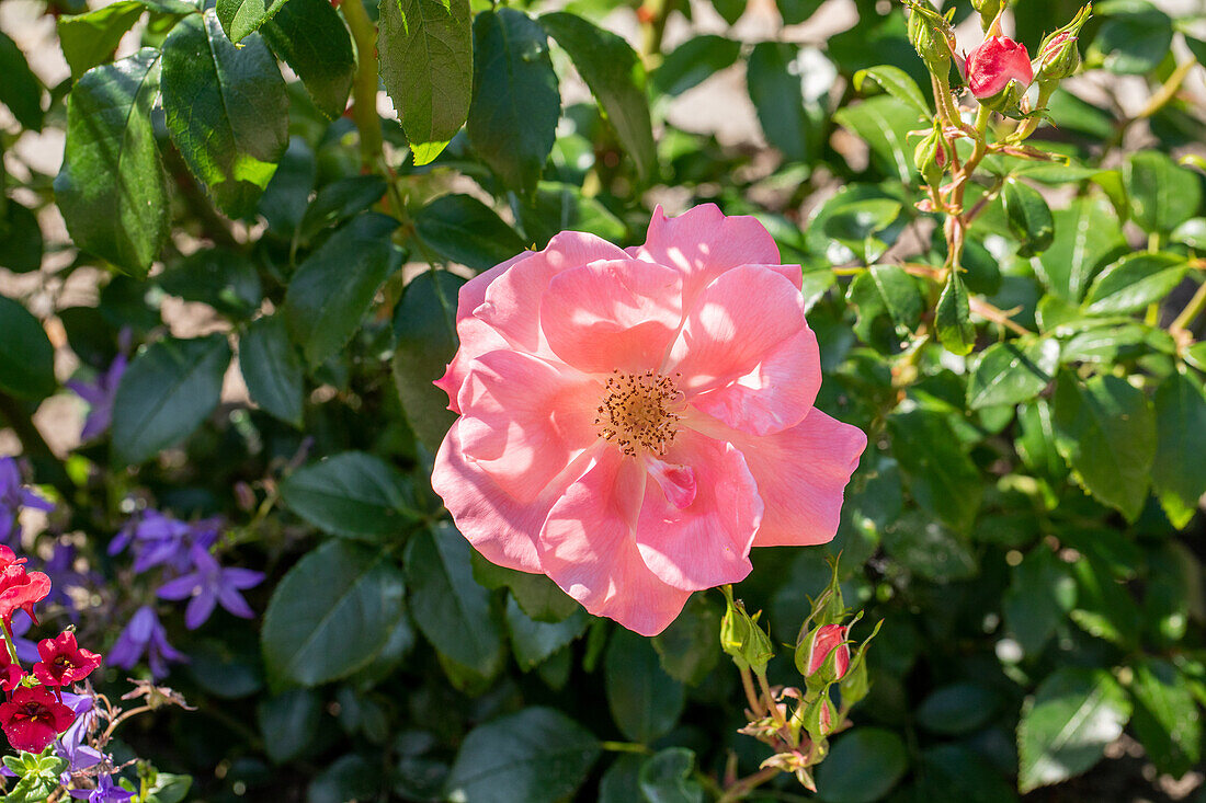 Bedding rose, pink