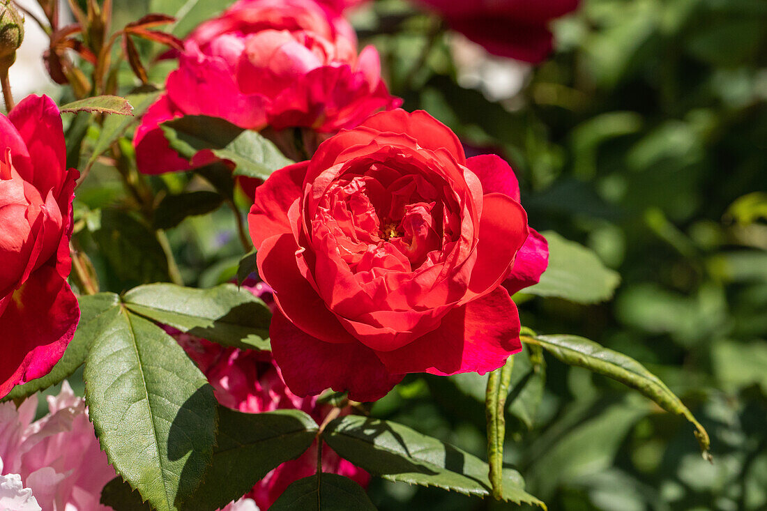 Shrub rose, red