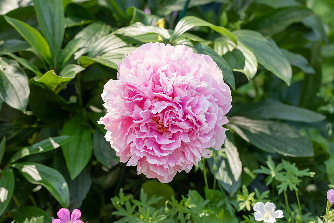 Paeonia lactiflora, pink