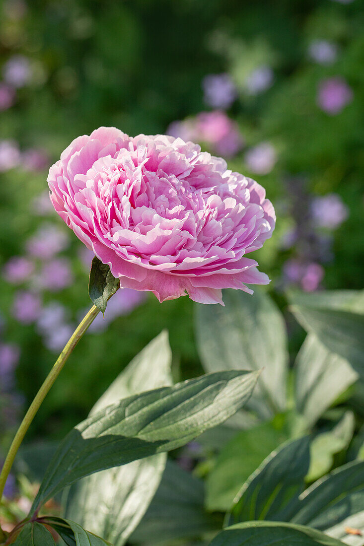 Paeonia lactiflora, pink